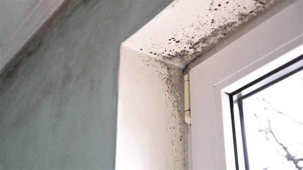 Reliable Cricket, NC Mold Removal Solutions