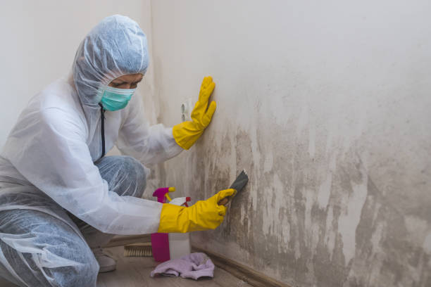 Mold Odor Removal Services in Cricket, NC