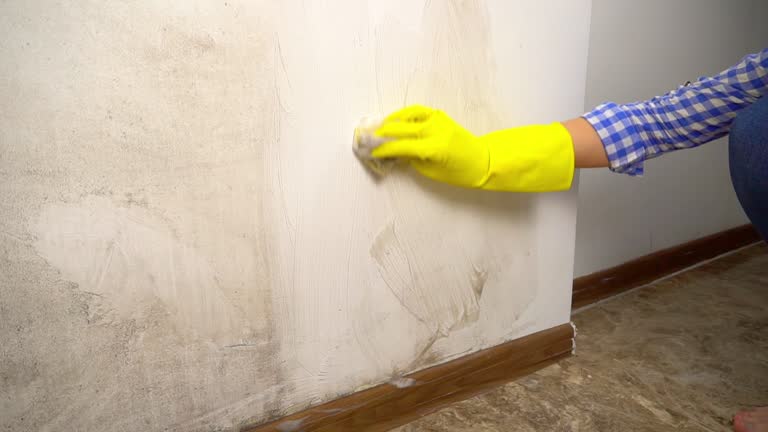  Cricket, NC Mold Removal Pros