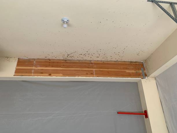 Forensic Mold Investigation in Cricket, NC