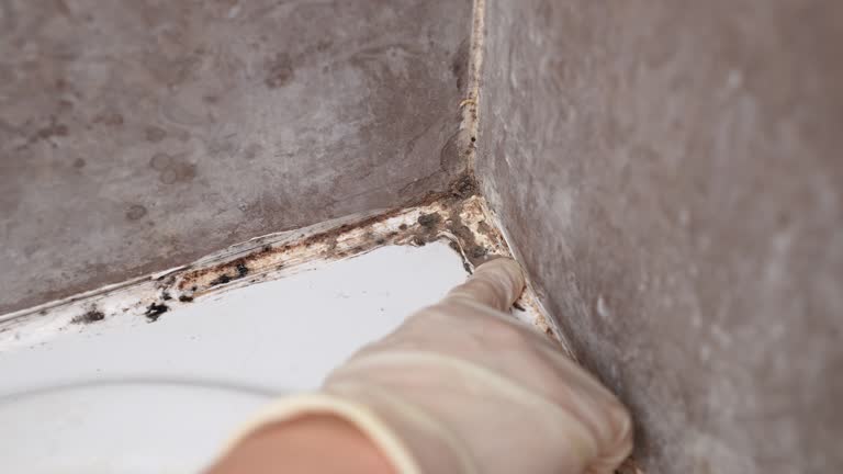 Best Asbestos and Lead Testing During Mold Inspection  in Cricket, NC
